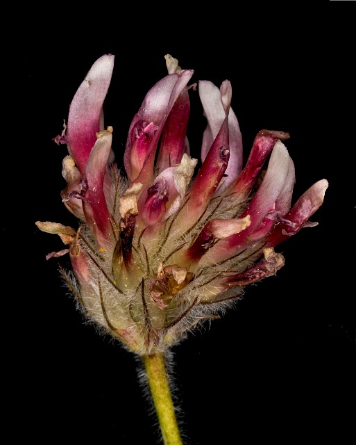 Trifolium macrocephalum 18-9329.jpg